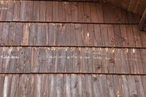 Cost of Woodpecker Hole Filling in Arroyo Grande