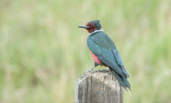 Cost of Woodpecker Hole Patching in Arroyo Grande