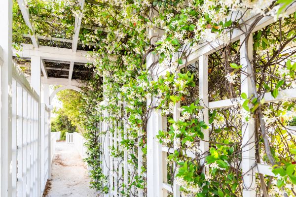 Cost of Trellis Repair in Arroyo Grande