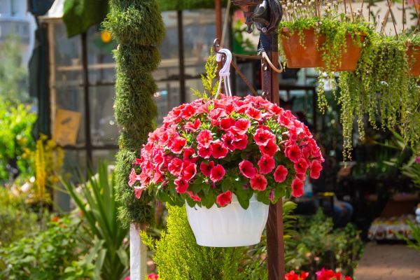 Cost of Hanging Planter Installation in Arroyo Grande