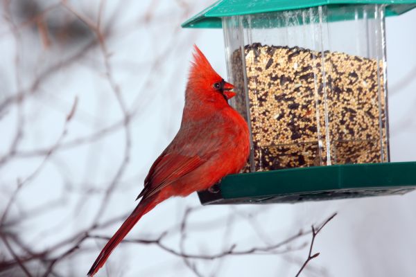 Cost of Bird Feeder Hanging in Arroyo Grande